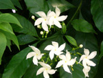 Beautiful white flowers