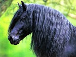 Friesian Head