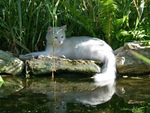 White cat at water