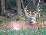 Big Buck Laying down