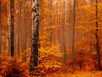 Autumn Forest