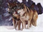 Timber Wolves In the Snow