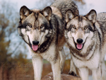 Beautiful Wolves