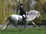 Top Dressage