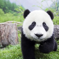 Baby Panda Bear