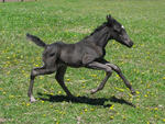 Baby Black Horse Running