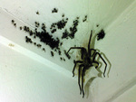 Spider Birth
