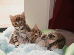 Cutest Kittens