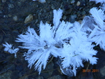 ice flower