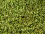 moss
