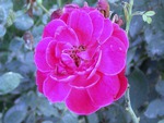 Pink rose