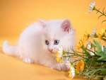 White kitten