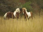 Wild Paint Horses Fighting in a Field