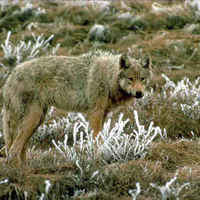 A Grey Wolf in a Forest
