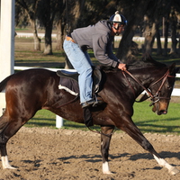 Dark Bay Racehorse Filly