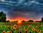 Field Of Sunflowers