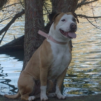 Bonnie on a Sunday afternoon