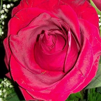 Valentine Rose