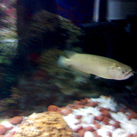 Pearl Arowana