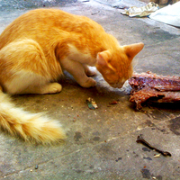 my cat eating raw fish