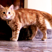 siberian cat