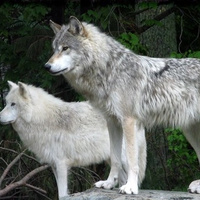 two wolves