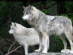 two wolves