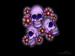 Pretty Skulls
