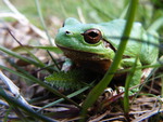 green frog in the gras