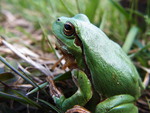 green frog