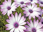 African daisies