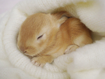 baby bunny