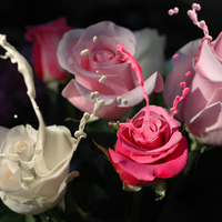 Splashing Roses