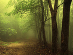 Green Mist Forest