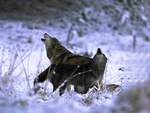 Two Howling Wolfs