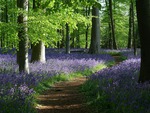 bluebell path