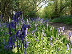 Bluebell path