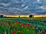 Poppies Field
