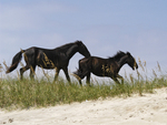 Black Wild Horses Running