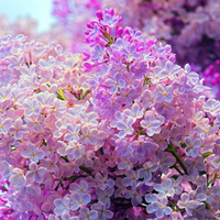 LOVELY lilacs