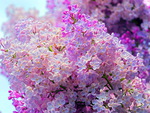 LOVELY lilacs