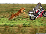 zebra on motorcycle