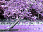 Purple-Pink tree