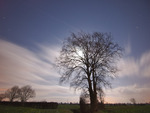 Tall trees  in moonlit night view