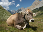 Resting Cow
