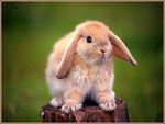 Young Rabbit