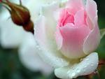 white pink   rose