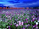 Field Of Flowers