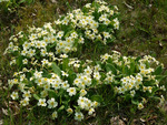 Primroses