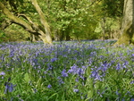 Bluebell Glade